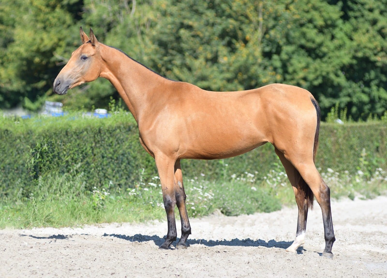 Le prix d'un Akhal-Téké