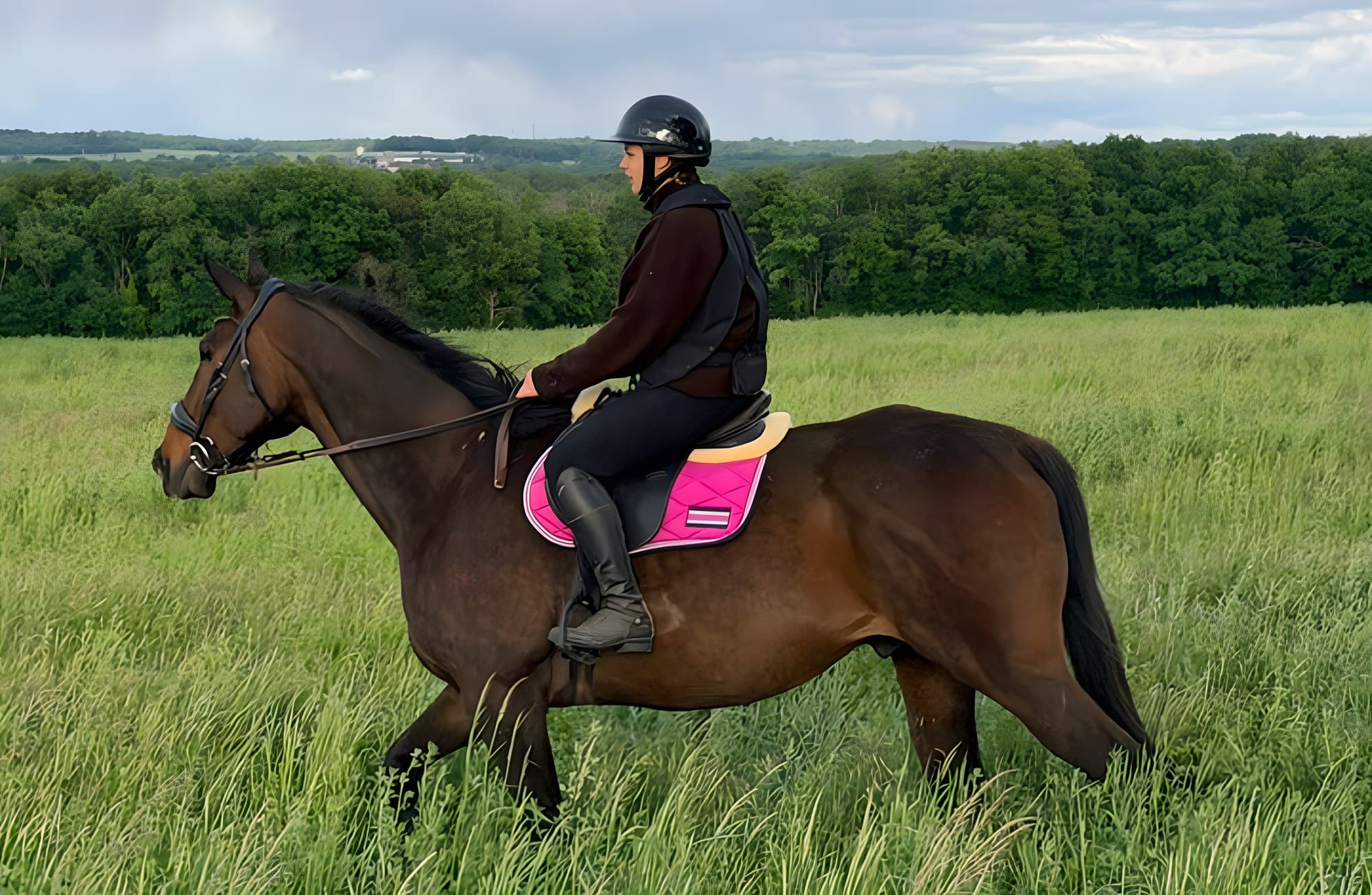 Cheval en pension dans les installations du Haras Altyn