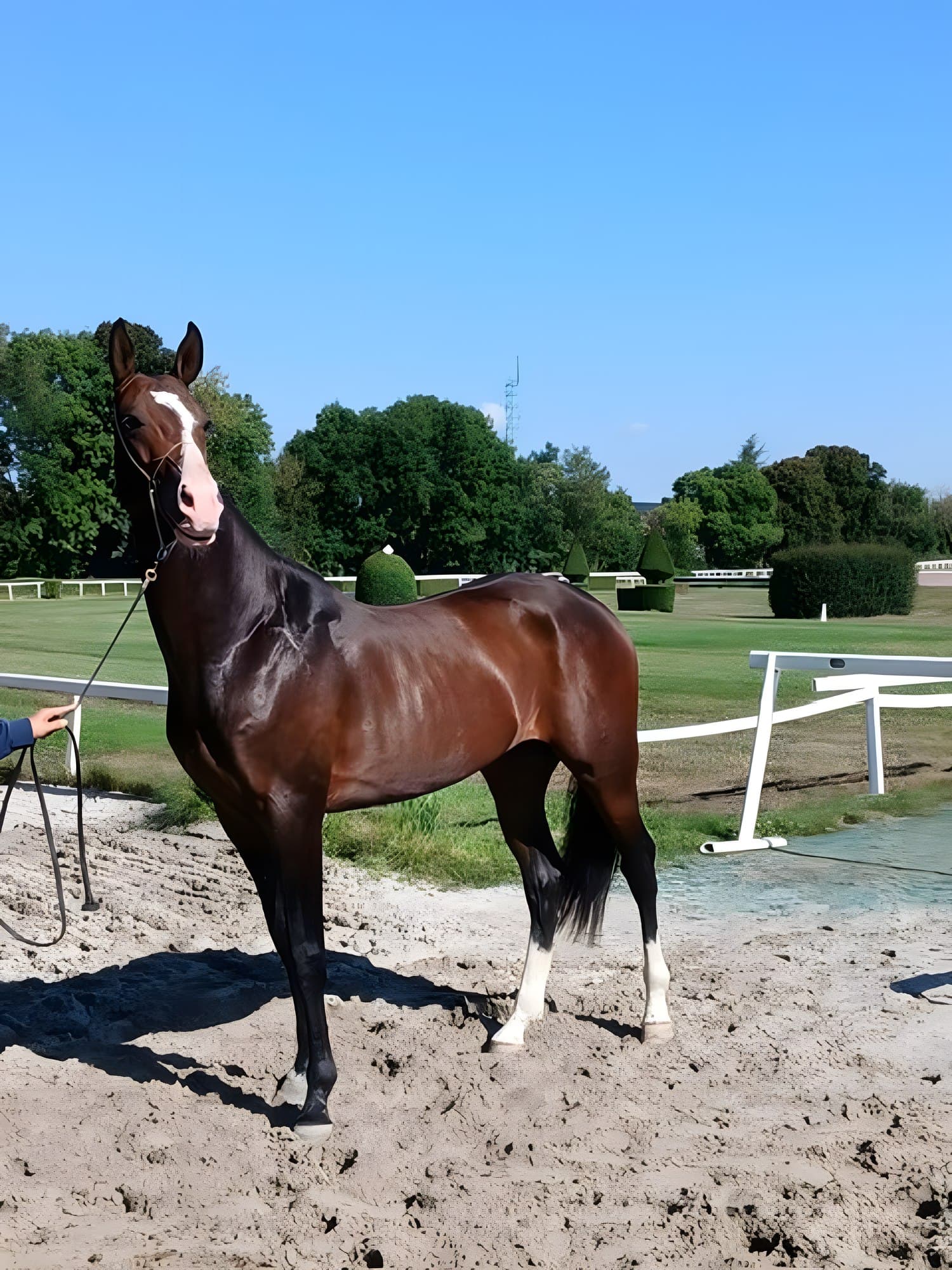 L'Élevage · Haras Altyn