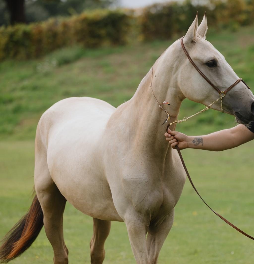 Opale d'Akhal, Akhal-Teke